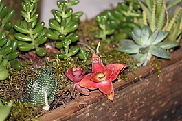 多汁,核心部件,花園