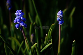 花花園,花,關(guān)閉