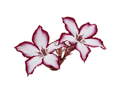 鮮花,鐘聲,顏色