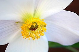 銀蓮花,白,花