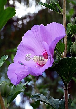 花,性質(zhì),葉