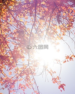 日出,陽(yáng)光,樹(shù)