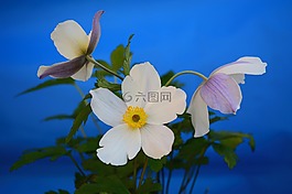 銀蓮花,白,花