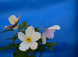 銀蓮花,白,花