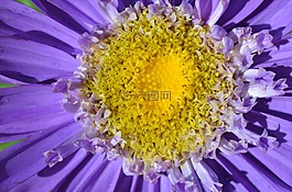 開(kāi)花,花,黃色