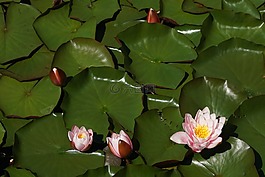 睡蓮,鮮花,池塘