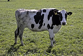 牛,動物,農(nóng)場