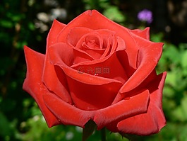 花,性質(zhì),玫瑰