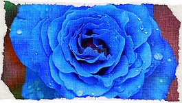 藍色,富豪,玫瑰