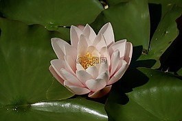 睡莲,开花,池塘