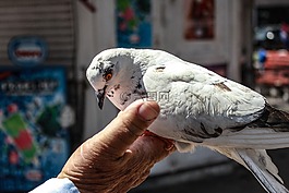 帕洛马,鸟,手
