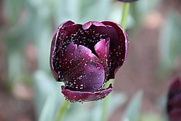 郁金香,花,紫色