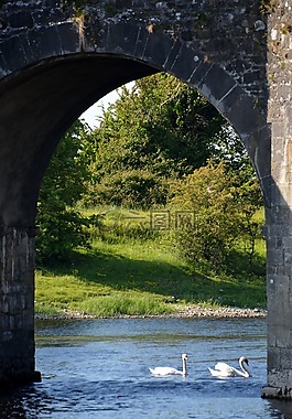 河,橋,天鵝