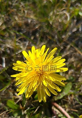 蒲公英,黃色,花卉