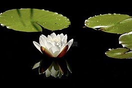 睡莲,白,开花