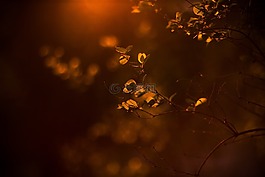 模糊,散景,戶外
