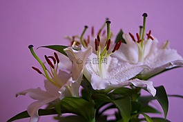 花,性質(zhì),植物