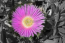 花,紫,開(kāi)花