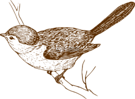 鳥,鳴鳥,枝杈