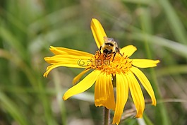 蜜蜂,花,開花