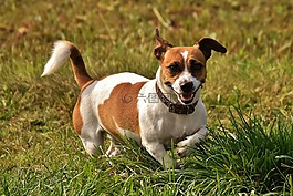 杰克羅素,小獵犬,播放