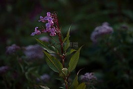香脂,balsaminengewaechs,喜馬拉雅苦瓜