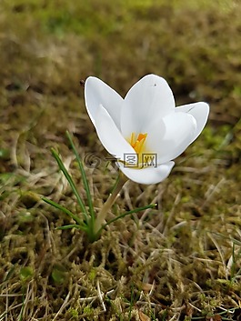 五月,花,春天