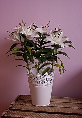 花瓶,植物,花