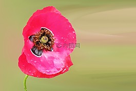 罌粟,開花,花