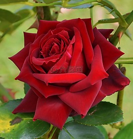紅色,玫瑰,花