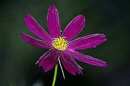 鮮花,夏季,宏