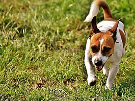 杰克羅素,小獵犬,播放
