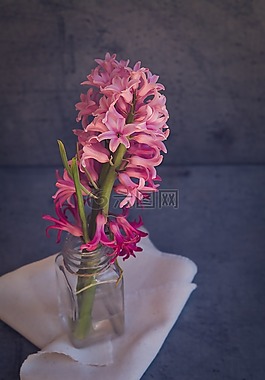 風(fēng)信子,花,粉紅色