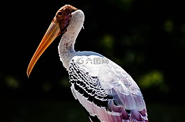 鳥,動物,鳥嘴