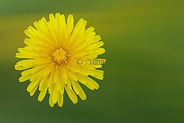 蒲公英,花,開花