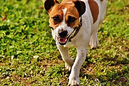 杰克羅素,小獵犬,播放
