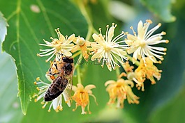 鮮花,昆蟲,蜜蜂