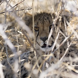 獵豹,野生動(dòng)物園,納米比亞