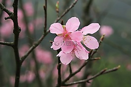 花,大自然,植物