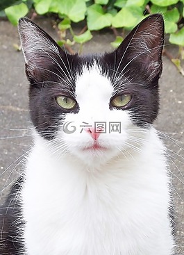 宿醉,貓,國內(nèi)的貓
