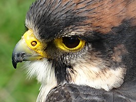獵鷹,鳥(niǎo)中心,關(guān)閉了