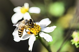 蜜蜂,花粉,花