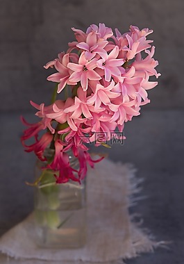 風(fēng)信子,花,粉紅色