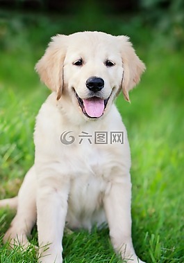 狗,小狗,金毛獵犬
