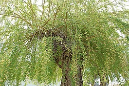 柳树,树,绿色