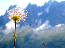 花卉,性質,山