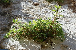 植物,皮埃爾 ·,假山