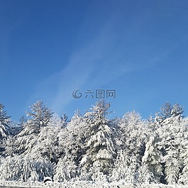 天空,冬天,樹(shù)