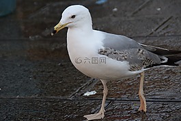 鷗,鳥(niǎo),肖像