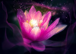 花,蓮花,廠